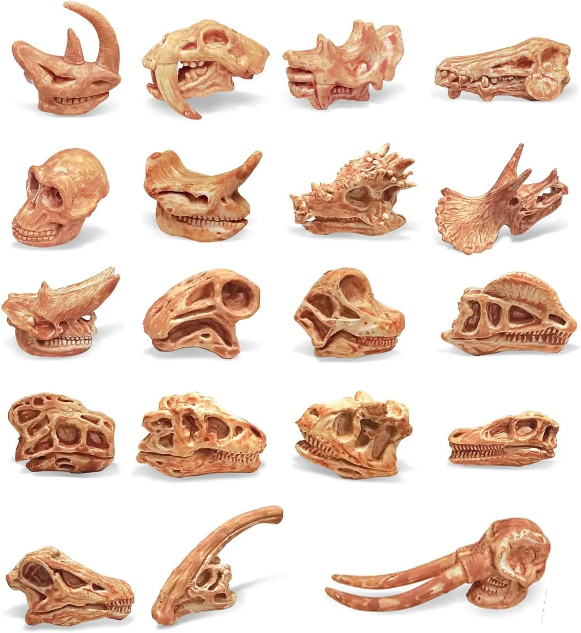 19 PCS Mini Mammal Skull Set Realistic Dinosaur Bones Prehistoric Animals Head Skeleton Playsets Ancient Daeodon Mastodon Collection Figures Models