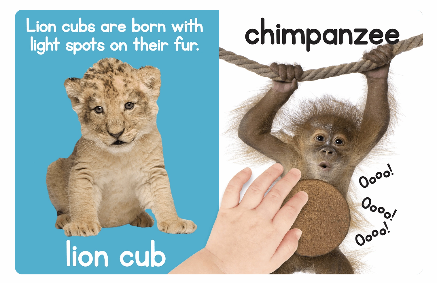 Adorable Animals Board Book