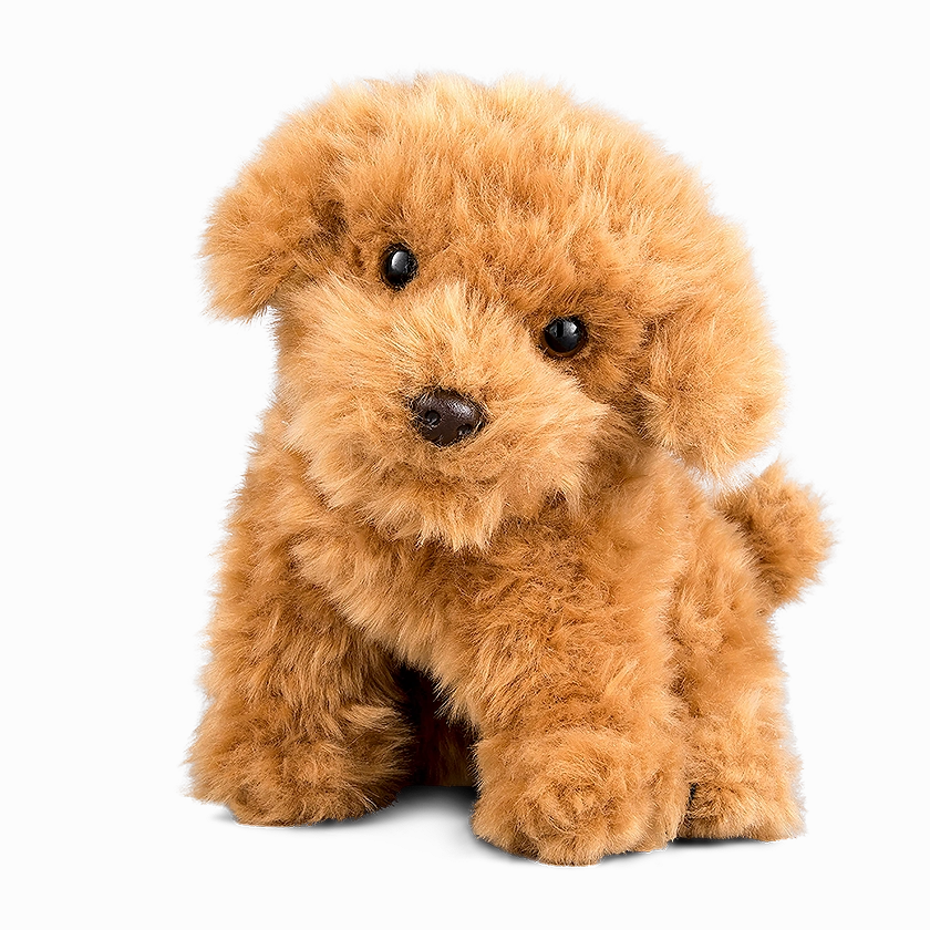 Cavapoo