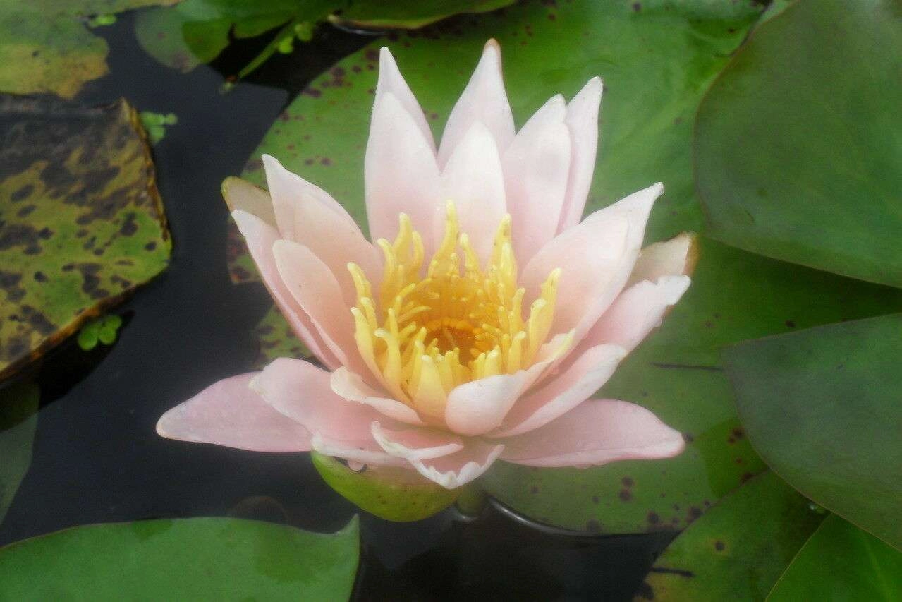 Doll House water lily - pond plants - Dwarf water lilies - aquatic plants - DW02