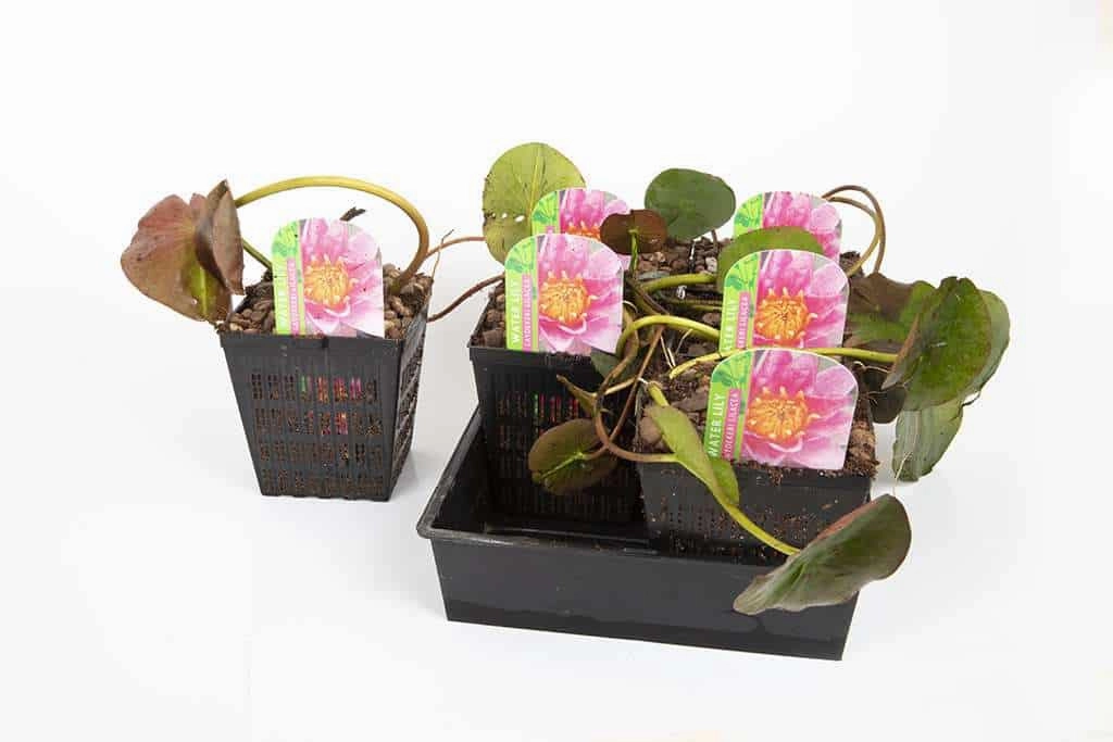 Doll House water lily - pond plants - Dwarf water lilies - aquatic plants - DW02