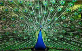 Peacock Plume Wild Zoo Animal 1000 Piece Jigsaw Puzzle for Adults and Kids | Interactive Brain Teaser Board, Educational Toys & Games for Home, Quarantine Gift Ideas | 28 x 20 Inches