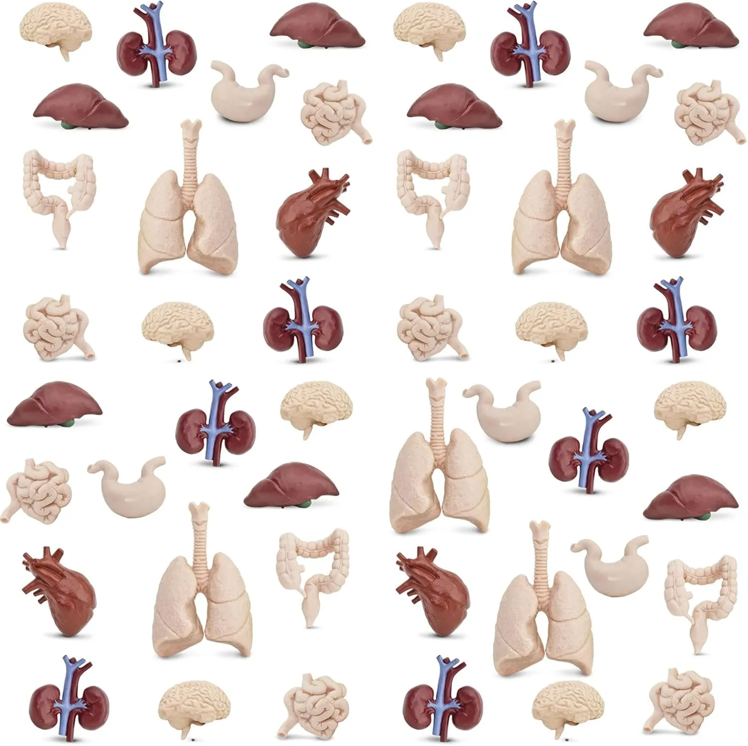 Safari Ltd. Human Organs Bulk Bag - Set of Miniature Organ Toy Figures - 48 Piece Play Toys for Boys, Girls & Kids Age 3 