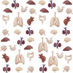 Safari Ltd. Human Organs Bulk Bag - Set of Miniature Organ Toy Figures - 48 Piece Play Toys for Boys, Girls & Kids Age 3 