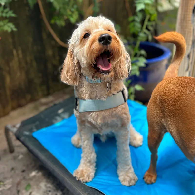 Scream Dog Cool Mat Loud Blue