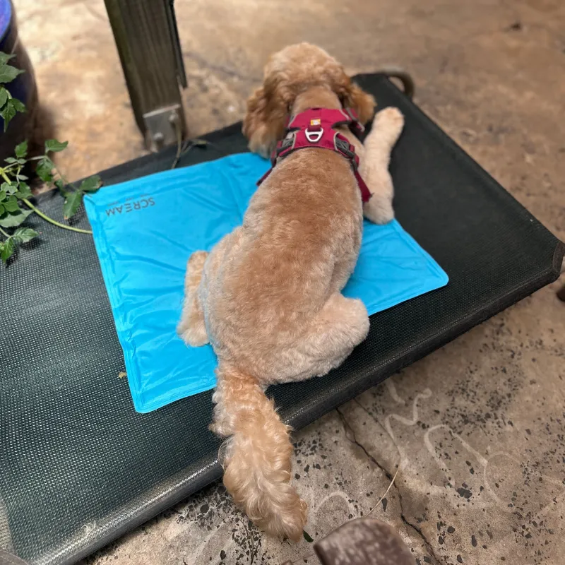 Scream Dog Cool Mat Loud Blue