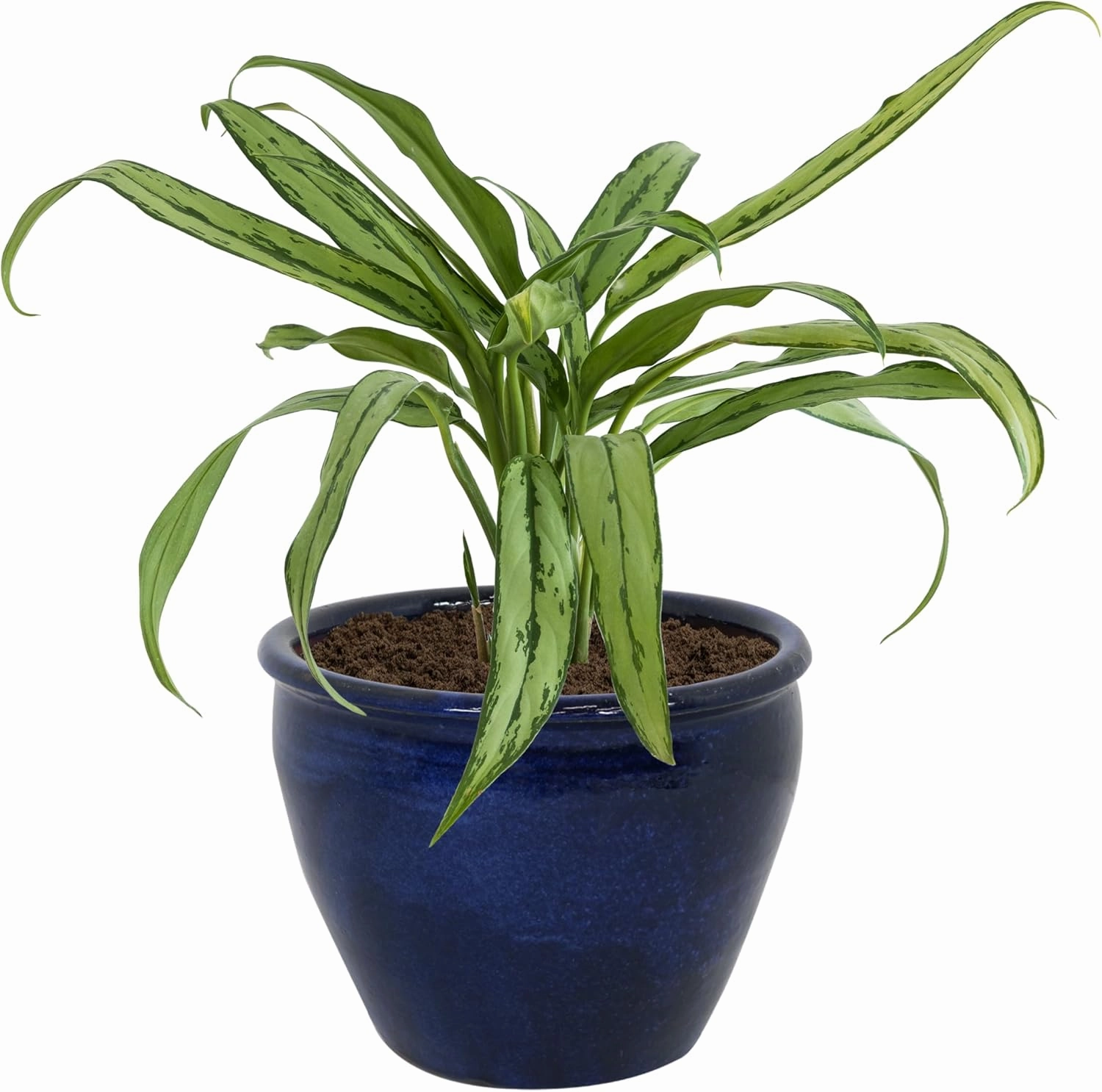 Sunnydaze 14.5" Large Ceramic Plant Pot - Round Outdoor Glazed Ceramic Planter Pot with Drainage - Imperial Blue - Chalet